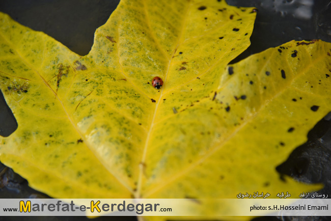 عکاسی پاییز عکاسی پاییز