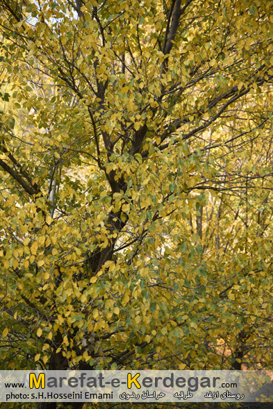 روستای ازغد روستای ازغد