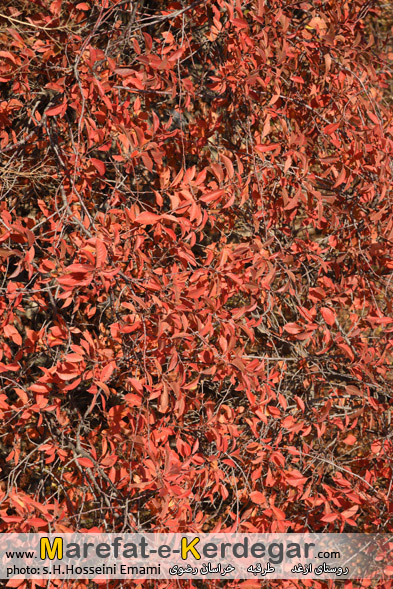 گردشگری خراسان رضوی گردشگری خراسان رضوی