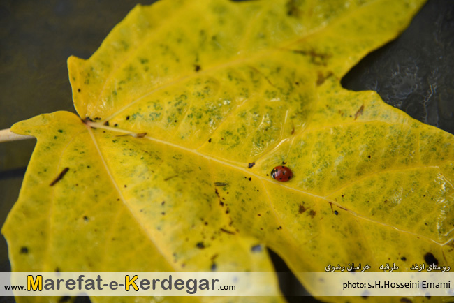 دیدنی های طرقبه دیدنی های طرقبه