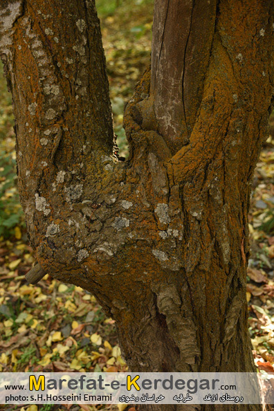 طبیعت روستای ازغد طبیعت روستای ازغد