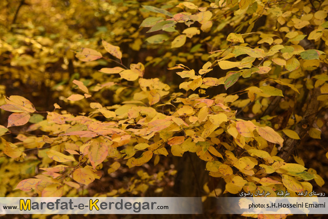 پاییز خراسان رضوی پاییز خراسان رضوی