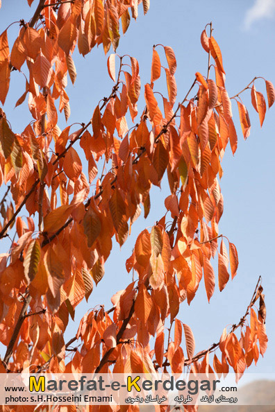 طبیعت روستای ازغد طبیعت روستای ازغد