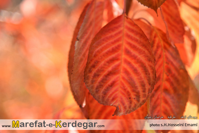 پاییز ایران پاییز ایران