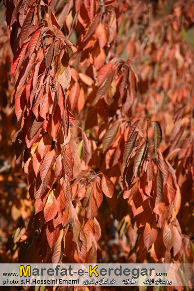 جاذبه های طبیعی طرقبه جاذبه های طبیعی طرقبه