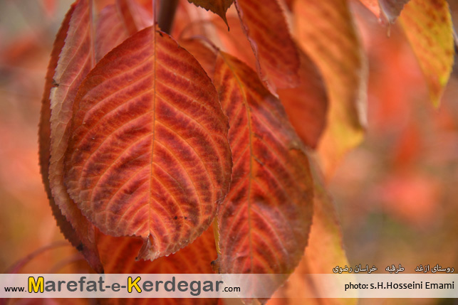 پاییز روستای ازغد پاییز روستای ازغد