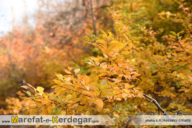 پاییز ایران پاییز ایران