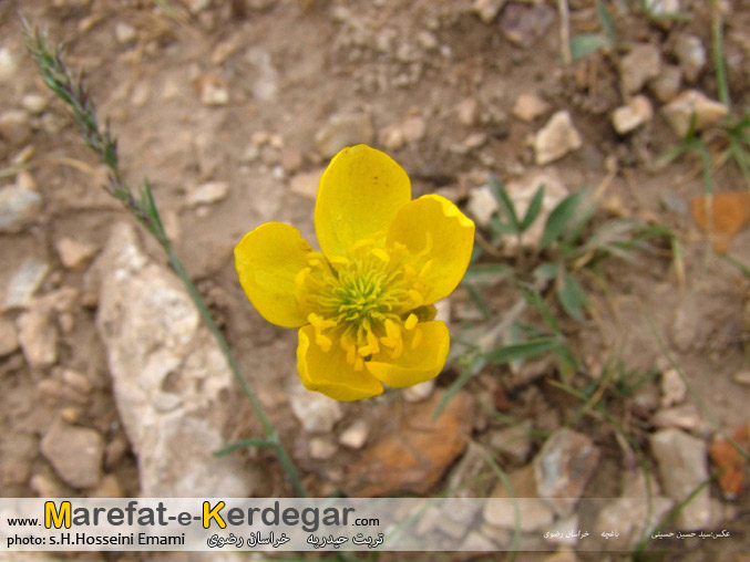 جاهای دیدنی تربت حیدریه