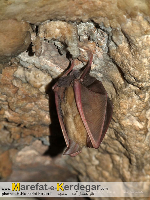 خفاش در غار