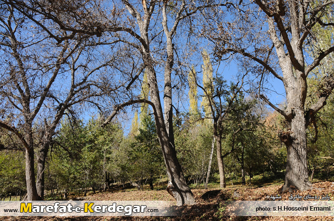باغات روستای جاغرق باغات روستای جاغرق