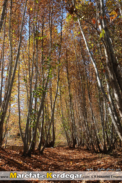 باغات روستای جاغرق باغات روستای جاغرق