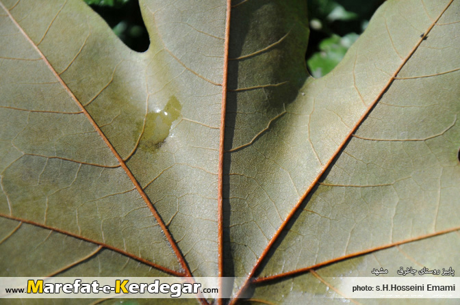 تصاویر طبیعت استان خراسان رضوی تصاویر طبیعت استان خراسان رضوی