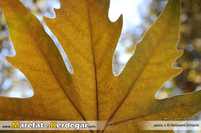 برگ چنار برگ چنار