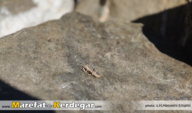 حیات وحش رشته کوه بینالود حیات وحش رشته کوه بینالود