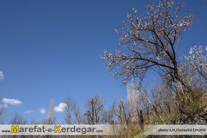 عکاسی از ازغد عکاسی از ازغد