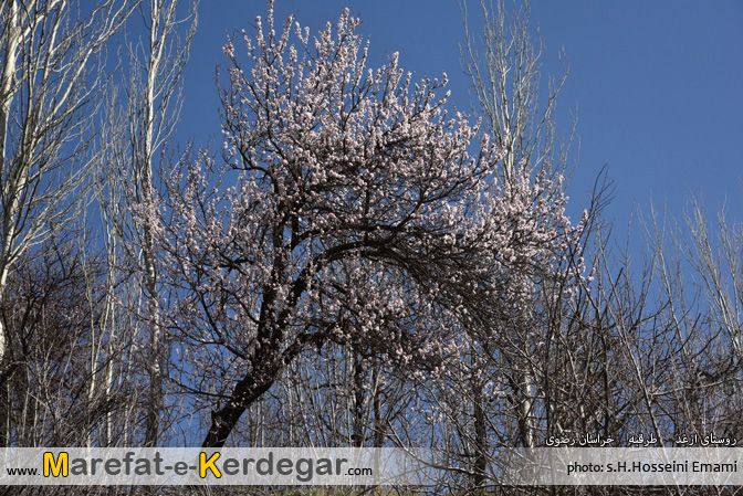 عکاسی در روستای ازغد عکاسی در روستای ازغد