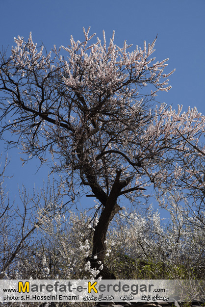شکوفه های درخت گیلاس