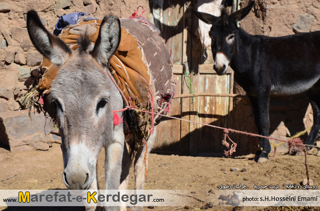 حیوانات روستا حیوانات روستا