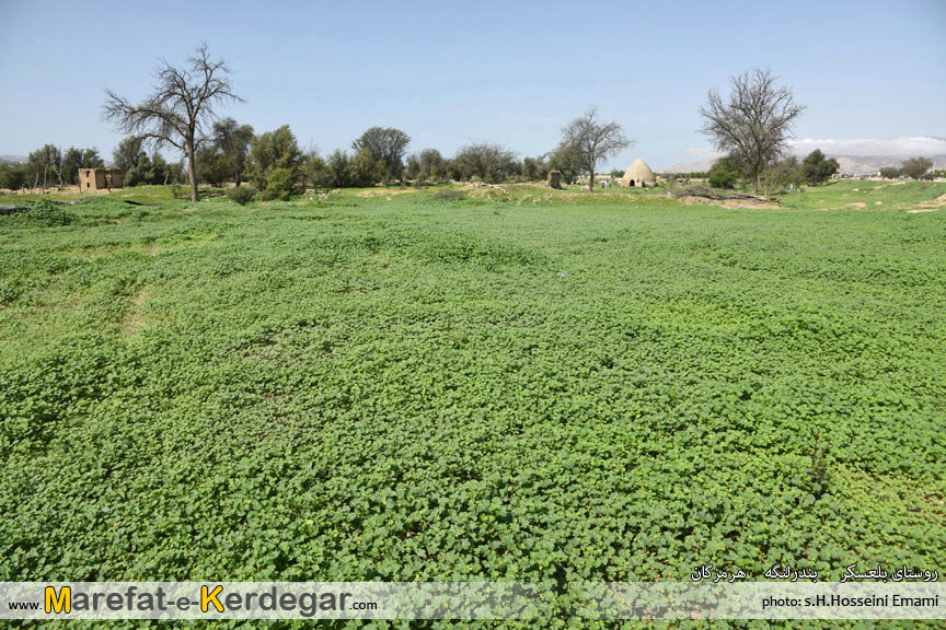 طبیعت بهاری هرمزگان طبیعت بهاری هرمزگان