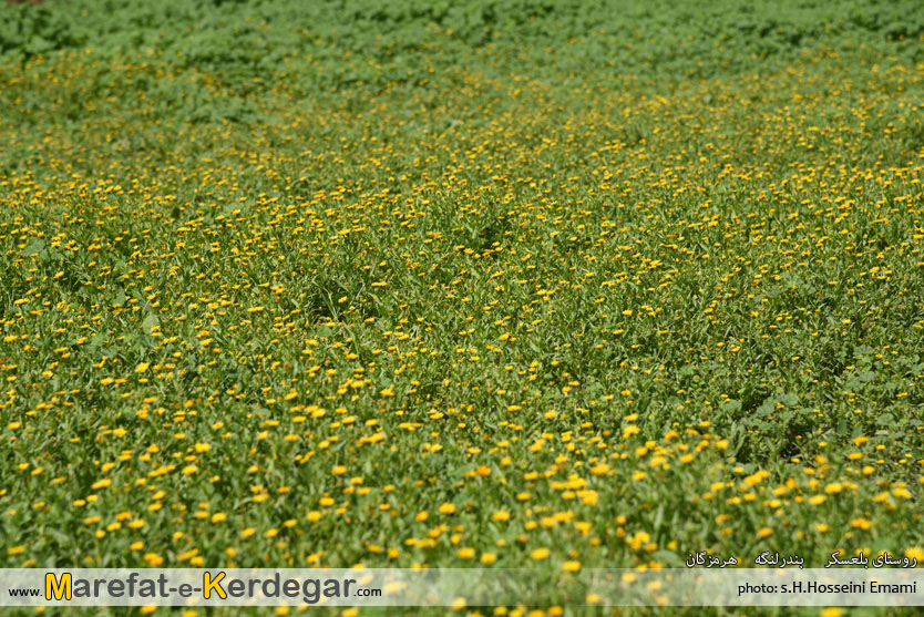طبیعت بهاری بندر لنگه طبیعت بهاری بندر لنگه