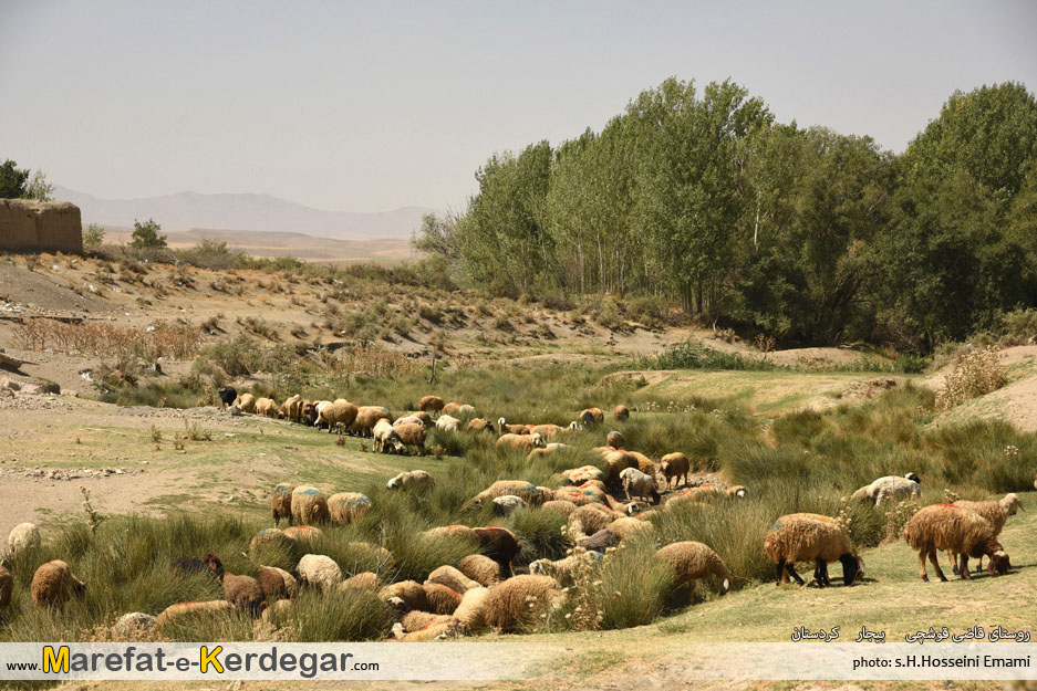 روستای قاضی قوشچی روستای قاضی قوشچی