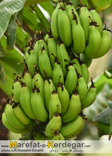 موز استان هرمزگان موز استان هرمزگان