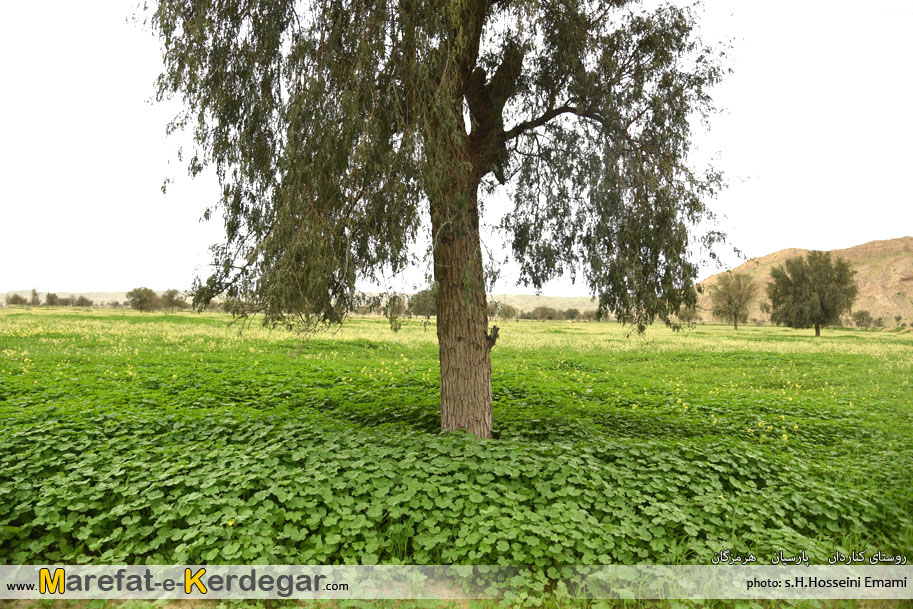 طبیعت بهاری پارسیان طبیعت بهاری پارسیان