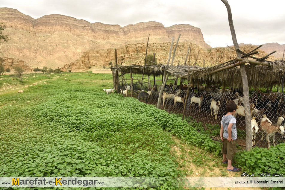 دامداری در استان هرمزگان دامداری در استان هرمزگان