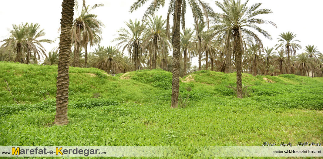 نخلستان های شهرستان پارسیان نخلستان های شهرستان پارسیان