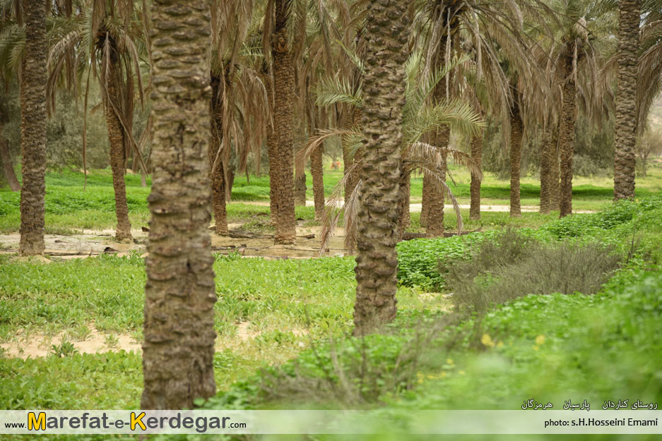 نخلستان های پارسیان نخلستان های پارسیان