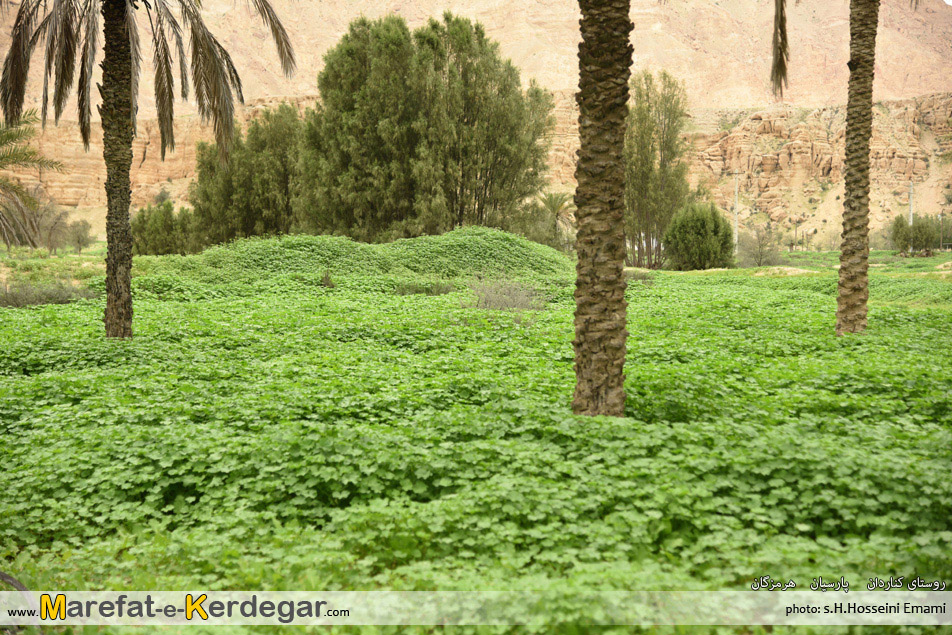 نخلستان های پارسیان نخلستان های پارسیان