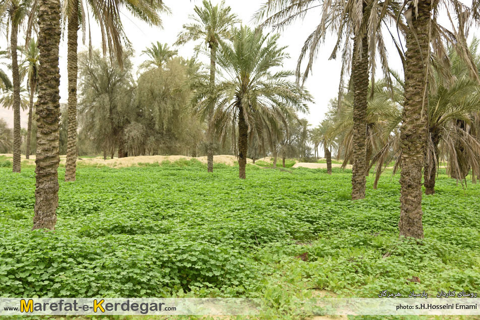 نخلستان های هرمزگان نخلستان های هرمزگان
