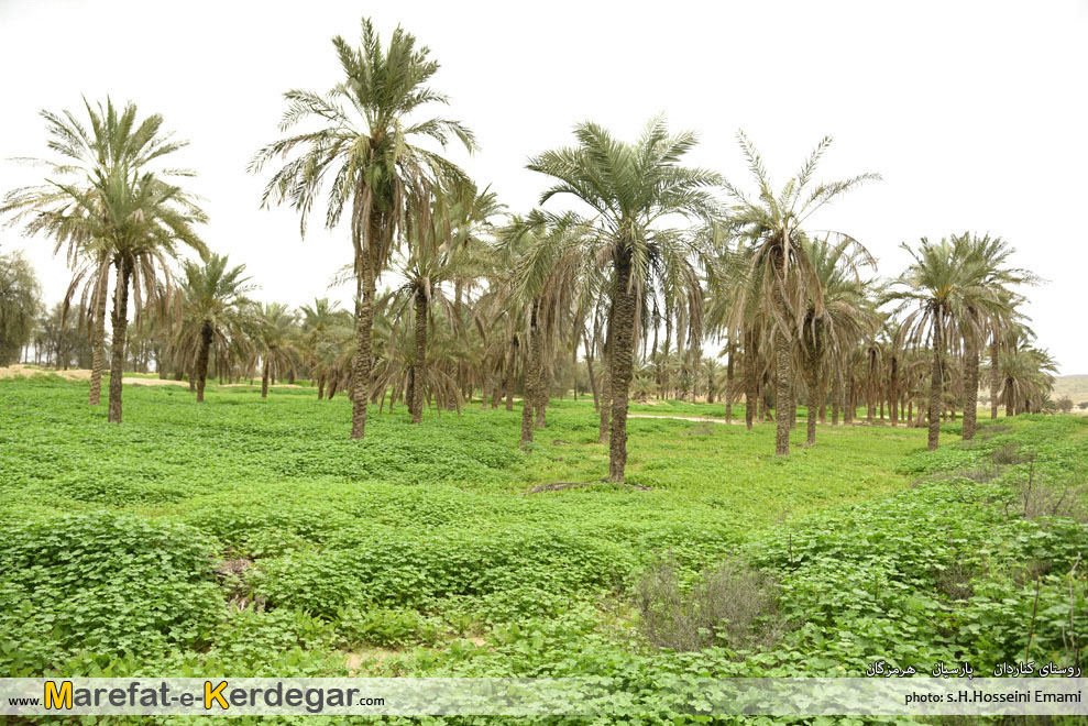 نخلستان های استان هرمزگان نخلستان های استان هرمزگان