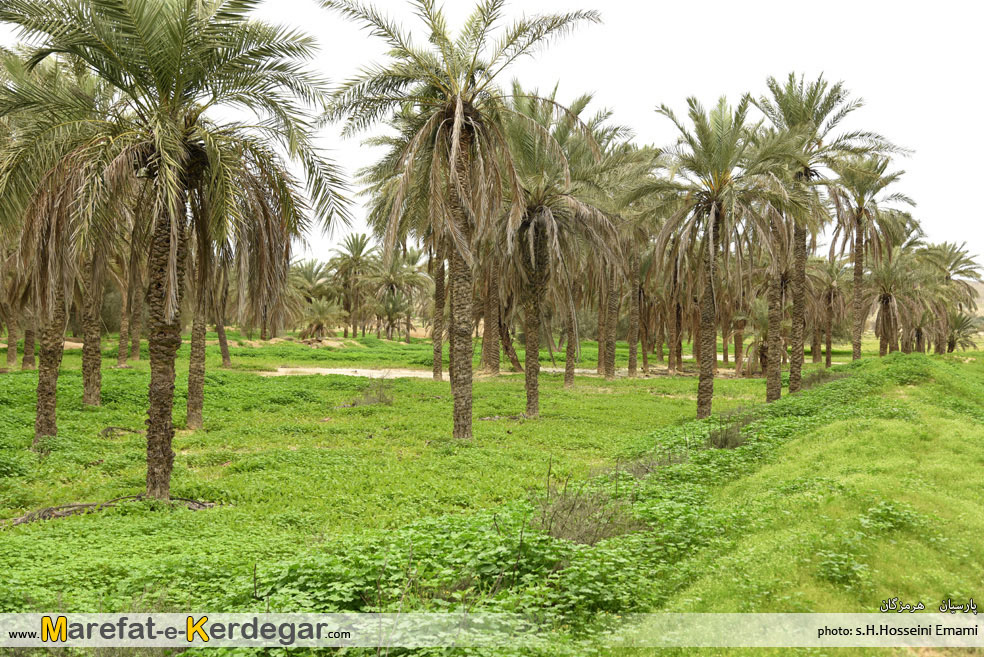 نخلستان های استان هرمزگان نخلستان های استان هرمزگان