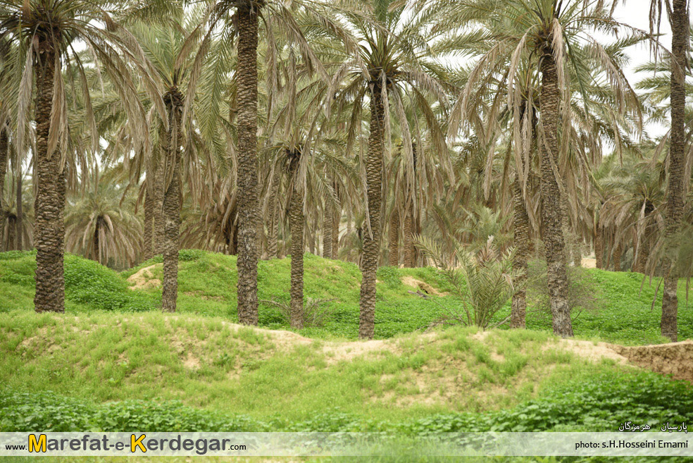 نخلستان های ایران نخلستان های ایران