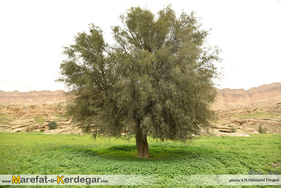 کوه های پارسیان کوه های پارسیان