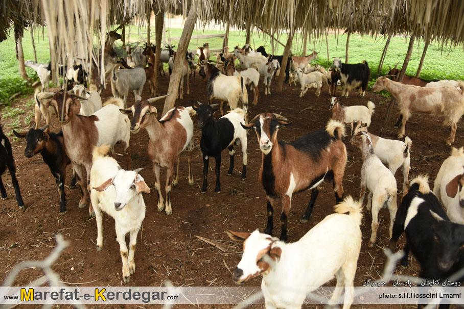 دامداری در استان هرمزگان دامداری در استان هرمزگان