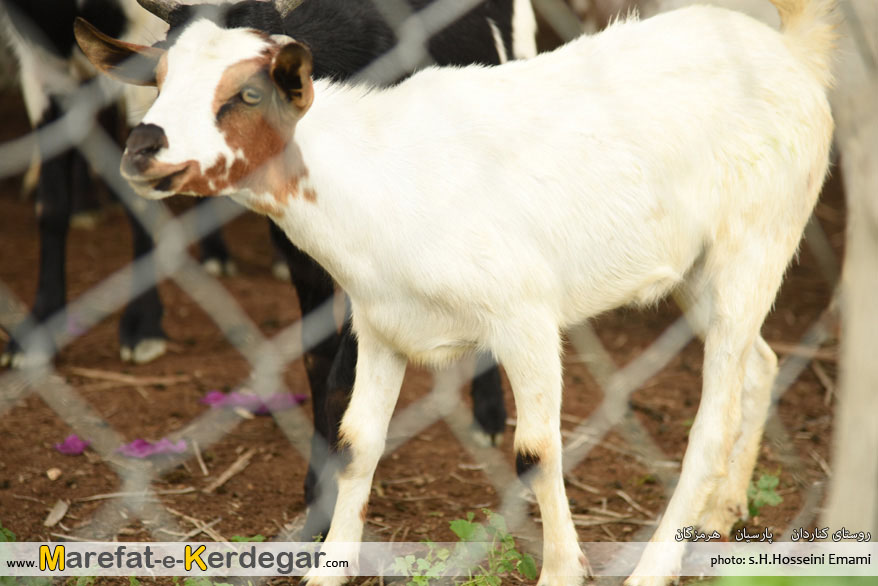 دامداری در هرمزگان دامداری در هرمزگان