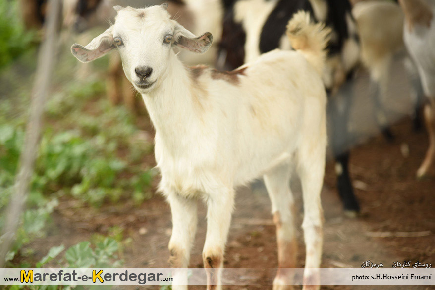 دامداری در جنوب ایران دامداری در جنوب ایران