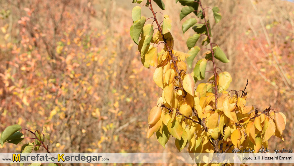 طبیعت روستای مج طبیعت روستای مج