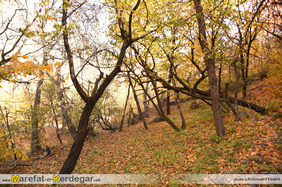 روستای مج