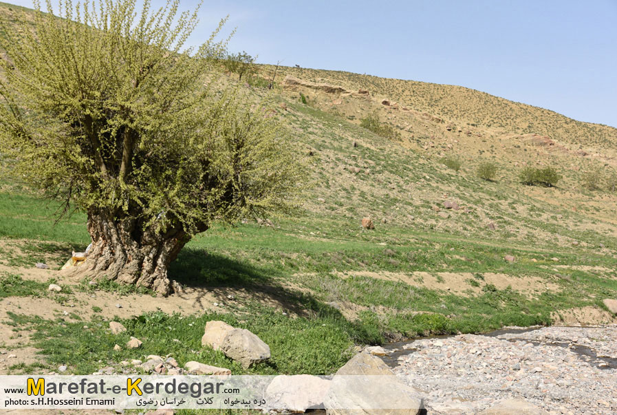 تصاویر شهرزو تصاویر شهرزو