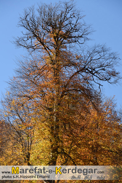 جنگل های گلستان