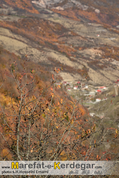 جنگل های ایران